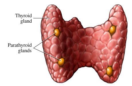 The Parathyroid Glands and their hormones: These 4 are found on the thyroid gland.