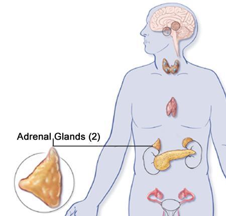 The Adrenal Glands and their hormones: This is located on top of the kidneys and contains 2 portions: adrenal medulla