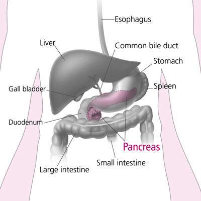 The Pancreas and its Hormones: This is found by the stomach and has 2 functions: exocrine gland (secretes digestive juices) and endocrine (releasing hormones).