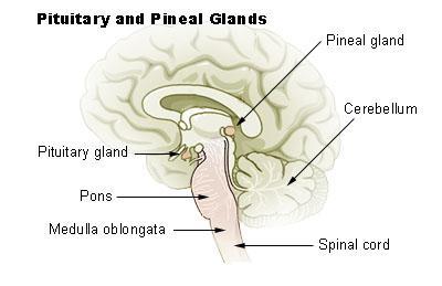 Pineal Glands: This is found in the brain on the upper portion of the thalamus.