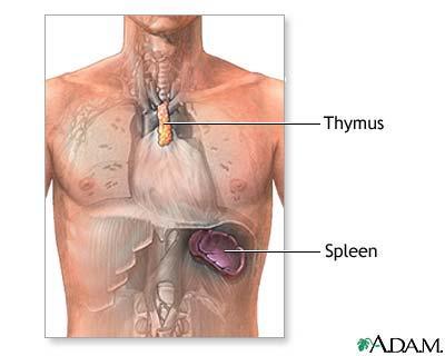 Thymus Gland: This is found between the lungs (shrinks with age).