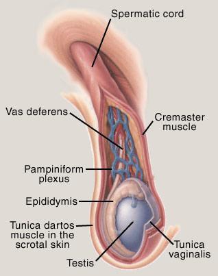 Reproductive Glands: Ovaries: produce estrogens &
