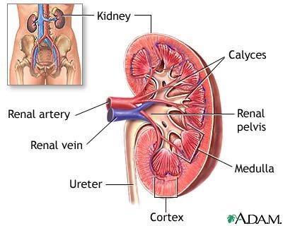 Kidneys: produce erythropoietin (stimulates the production of rbc s).
