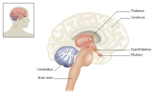 The Pituitary Gland: found in the base of the brain has 2 parts: anterior and posterior (based on the lobe of the brain in which it is