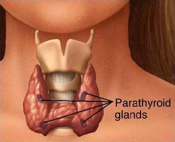 Parathyroid Function is to control metabolism of calcium Necessary for normal nerve and muscle function, blood clotting, healthy bones and teeth Located in