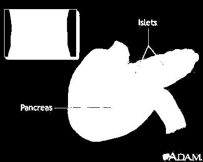 Pancreas-located posterior to the stomach in the upper part of the abdominal cavity.