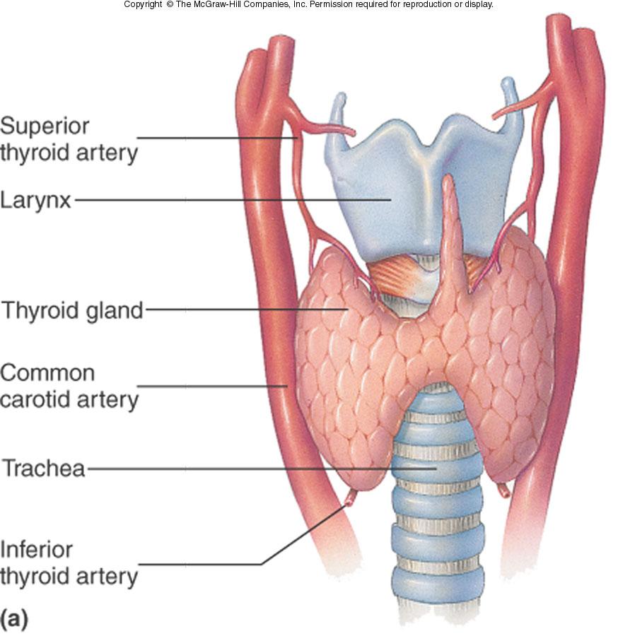 Thyroid Gland and Thyroid Hormones The thyroid gland straddles the windpipe, just below the voicebox in the neck. The thyroid consists of two lobes connected by narrow isthmus.