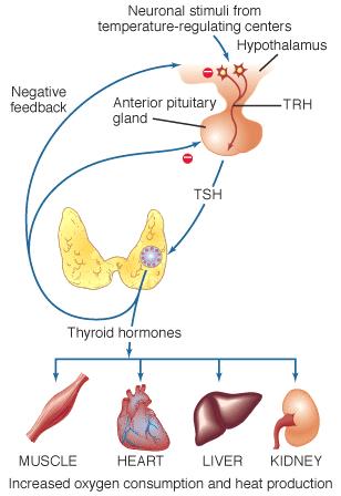 Thyroid Hormone Action Effect on growth and nervous system Thyroid hormones are important for normal growth thyroid hormones stimulate growth hormone release Thyroid hormones are important for normal