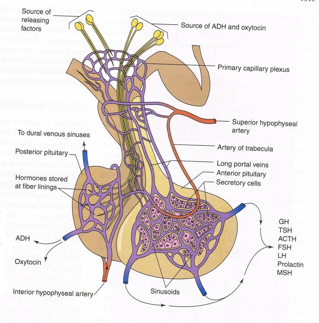 Essential anatomy Connections to/from hypothalamus (nerve and vessels) to the pituitary gland The hypophyseal portal