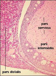 The Investigations of the Pituitary Gland Histology Three lobes anterior,
