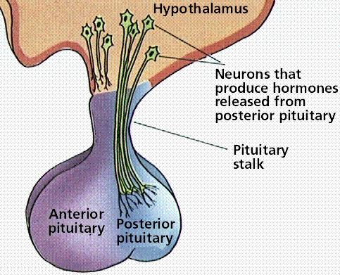 Anatomy Anterior lobe: glandular tissue, accounts for 75% of total weight.