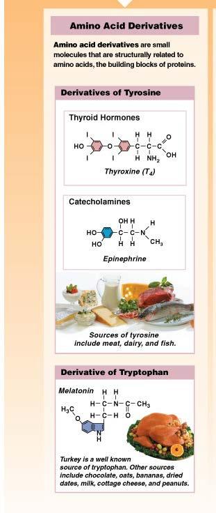 Structural Classification of Hormones Amino acid derivatives Use 1 amino acid as base