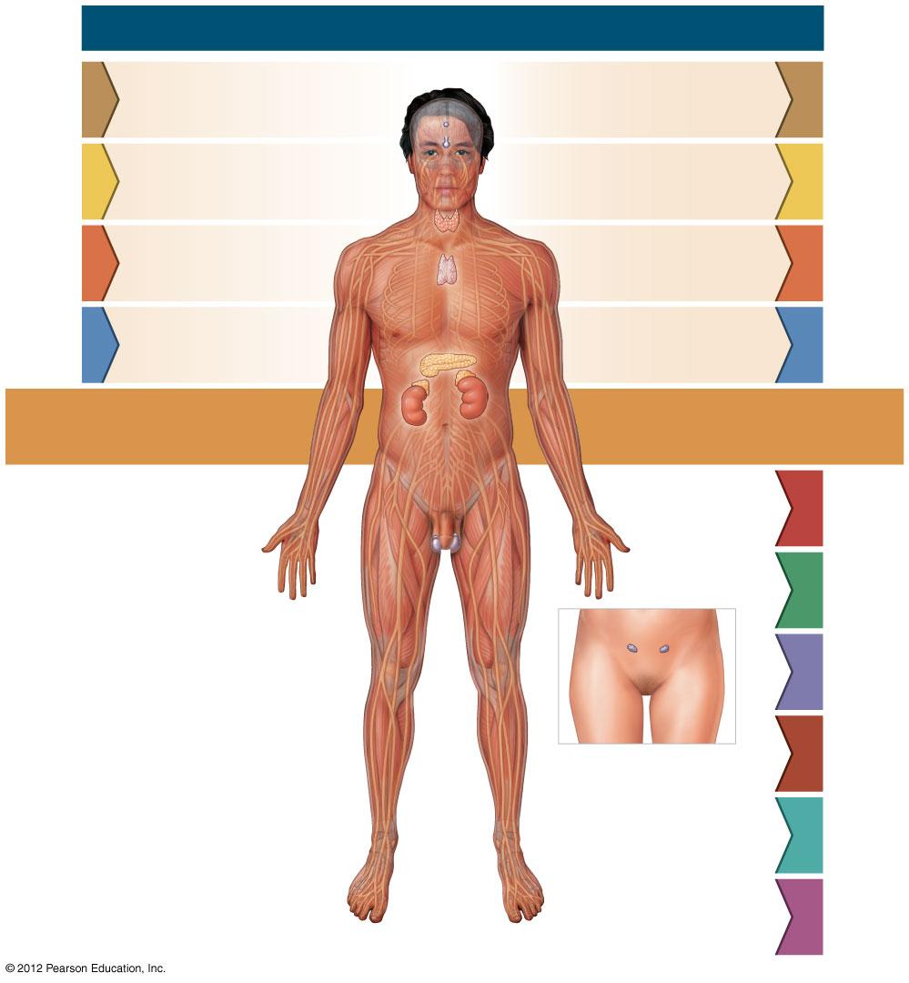 Figure 18-21 System Integrator: The Endocrine System S Y S T E M I N T E G R A T O R Body System Endocrine System Endocrine System Body System Nervous Muscular Skeletal Integumentary Protects