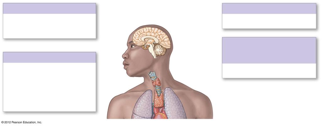 Figure 18-1 Organs and Tissues of the Endocrine System Hypothalamus Production of ADH, oxytocin, and regulatory hormones Pineal Gland Melatonin Pituitary Gland Anterior lobe: