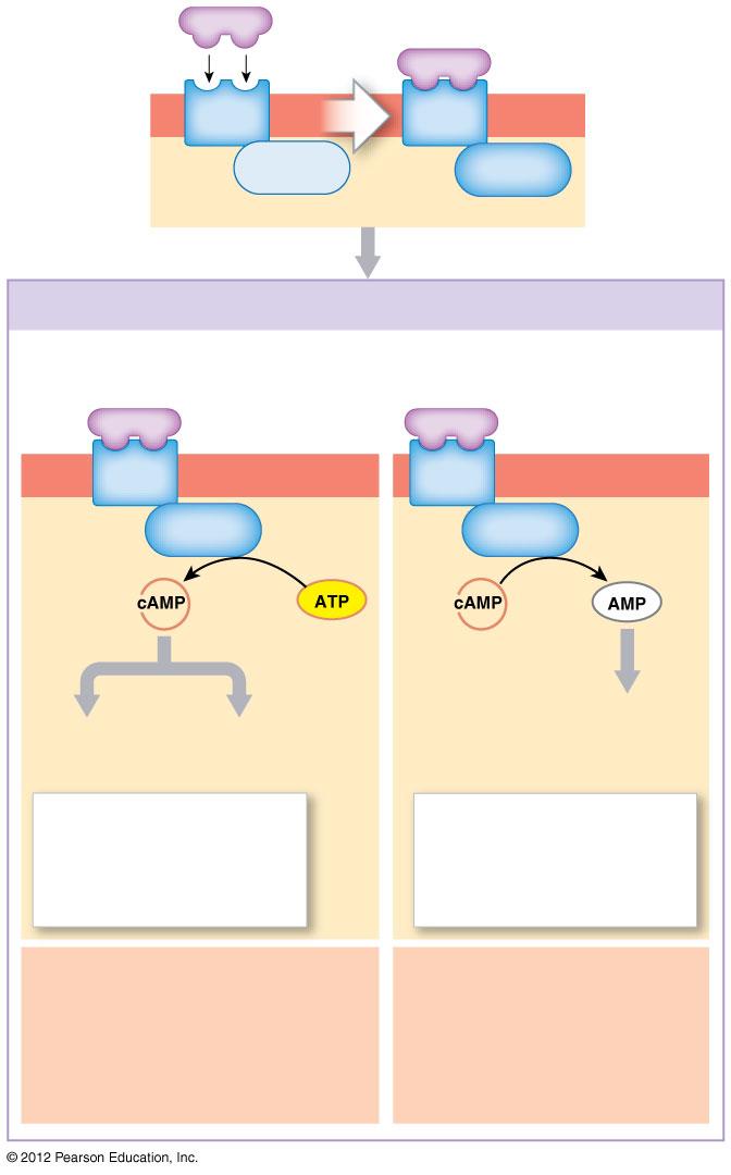 Figure 18-3 G Proteins and Hormone Activity Hormone Protein receptor G protein (inactive) G protein activated Effects on camp Levels Many G proteins, once activated, exert their effects by changing