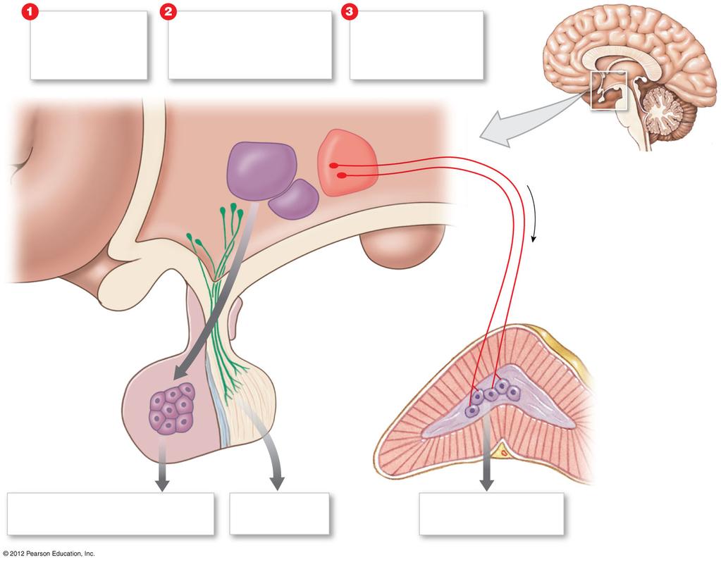 Figure 18-5 Three Mechanisms of Hypothalamic Control over Endocrine Function Production of ADH and oxytocin Secretion of regulatory hormones to control activity of the anterior lobe of the pituitary