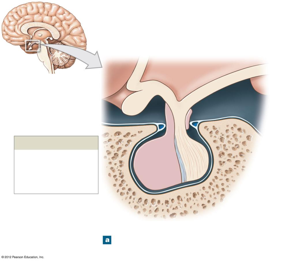 Figure 18-6a The Anatomy and Orientation of the Pituitary Gland Third ventricle Median eminence Mamillary body HYPOTHALAMUS Optic chiasm Infundibulum Sellar