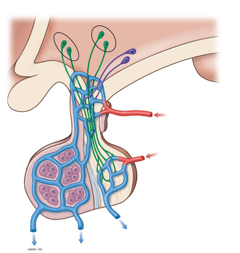 Figure 18-7 The Hypophyseal Portal System and the Blood Supply to the Pituitary Gland Supraoptic nuclei Paraventricular nuclei Neurosecretory neurons HYPOTHALAMUS Optic chiasm Capillary beds
