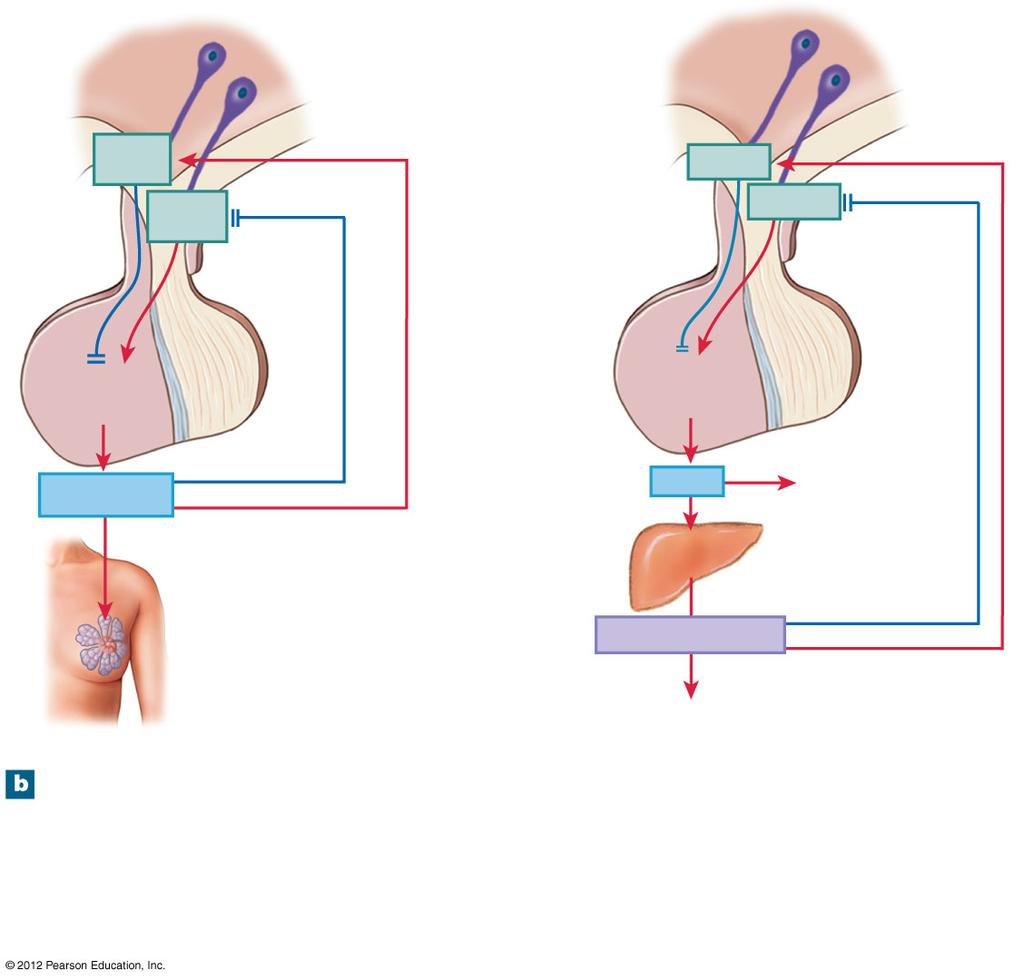 Figure 18-8b Feedback Control of Endocrine Secretion PIH Stimulation GH IH Stimulation PRF Inhibition GH RH Inhibition Anterior lobe PRL Anterior lobe