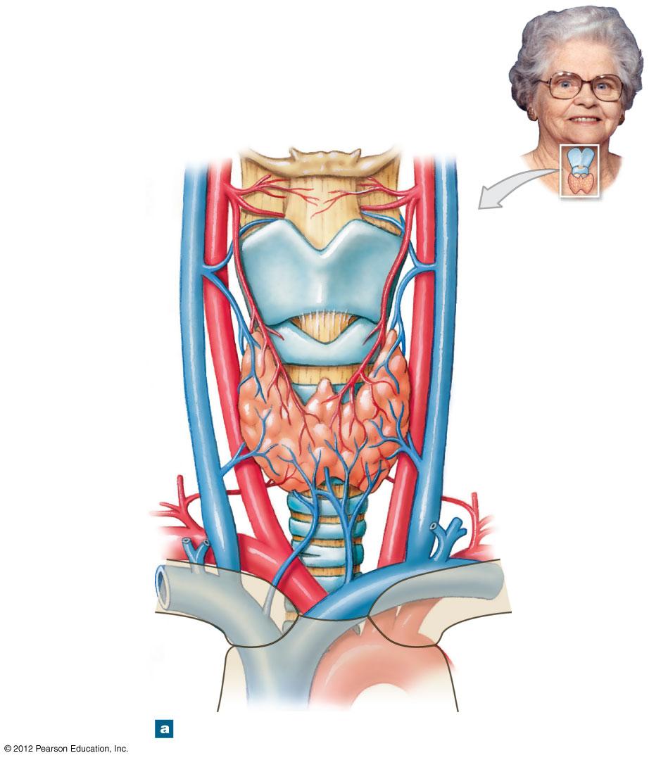 Figure 18-10a The Thyroid Gland Hyoid bone Superior thyroid artery Thyroid cartilage of larynx Superior thyroid vein Common carotid artery Right lobe of thyroid gland Middle thyroid vein