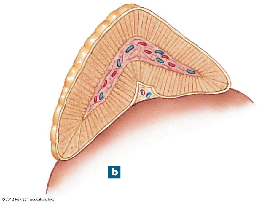 Figure 18-14b The Adrenal Gland Capsule