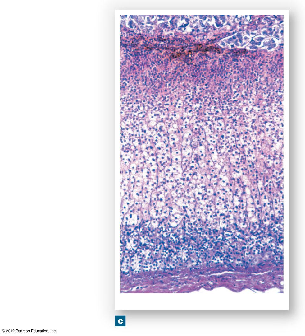 Figure 18-14c The Adrenal Gland Adrenal medulla Zona reticularis Adrenal cortex Zona
