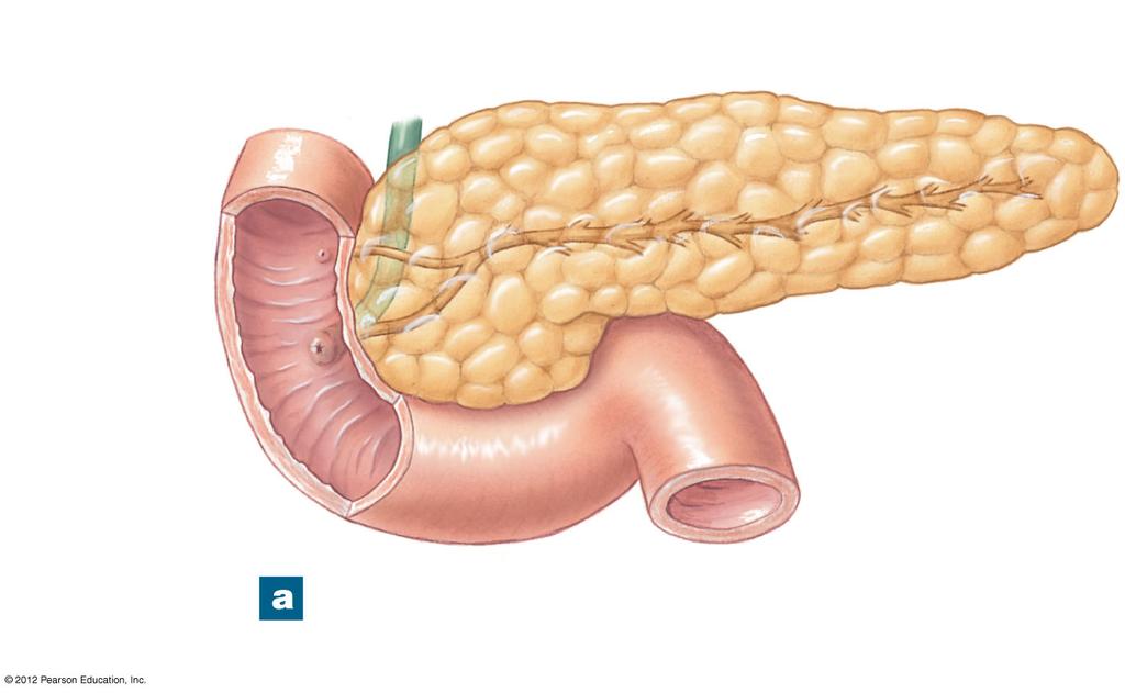 Figure 18-16a The Endocrine Pancreas Common bile duct Pancreatic duct Body of pancreas Lobule Tail