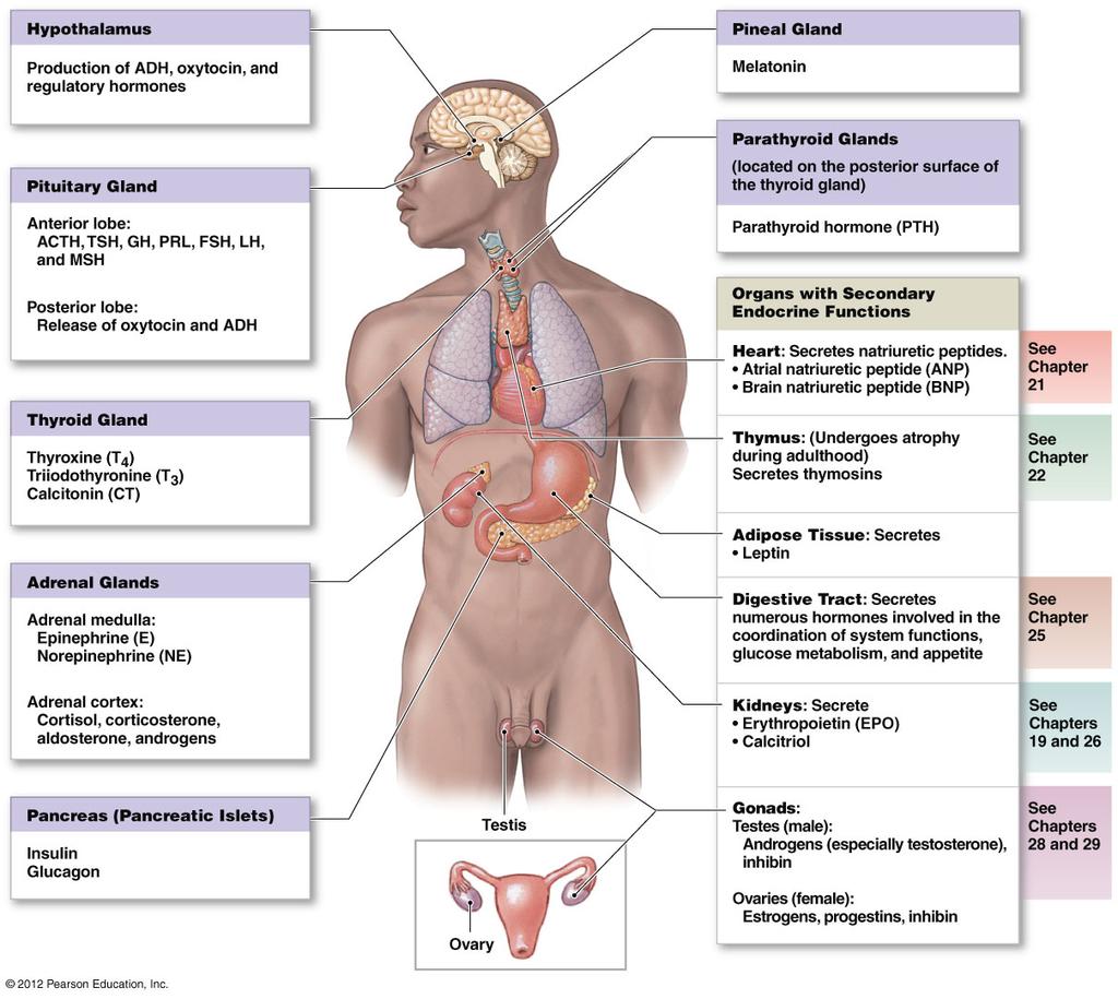 Endocrine Glands and Organs