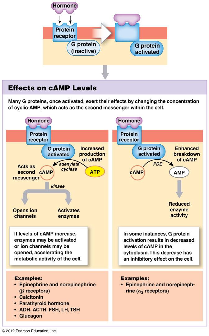 Mechanisms of Hormone Action: Plasma membrane acting hormones camp signaling pathway G Protein (binds GTP) coupled receptors is part of an:enzyme complex (adenylate cyclase) coupled to membrane