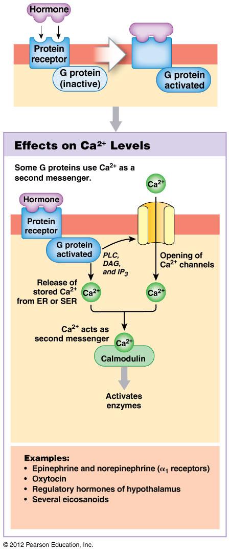 Mechanisms of Hormone Action: Plasma membrane acting hormones Inositol triphosphate (IP3) signaling pathway Activated G protein/hormone complex triggers G protein activates enzyme phospholipase C