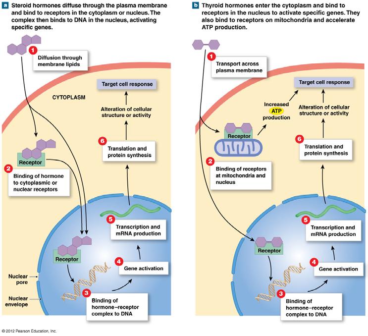 Mechanisms of Hormone Action: Nuclear acting hormones Hormones and Intracellular Receptors Alter rate of DNA