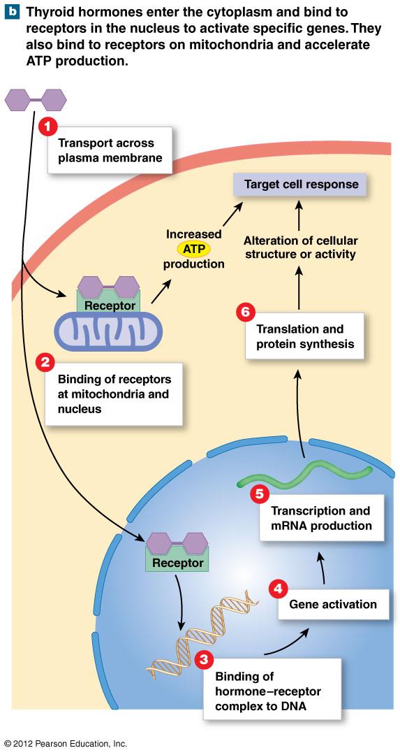 Mechanisms of Hormone Action: Nuclear acting hormones Hormones and Intracellular Receptors Directly affect metabolic activity and structure of