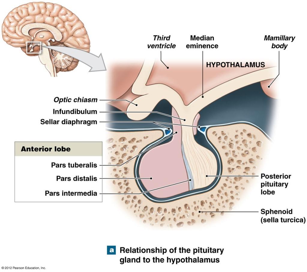 Anatomy of The Pituitary Gland Structurally the pituitary is divided into two lobes: Anterior lobe