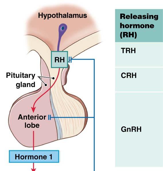 Anatomy of The Pituitary Gland: Anterior Pituitary Two Classes of Hypothalamic Regulatory