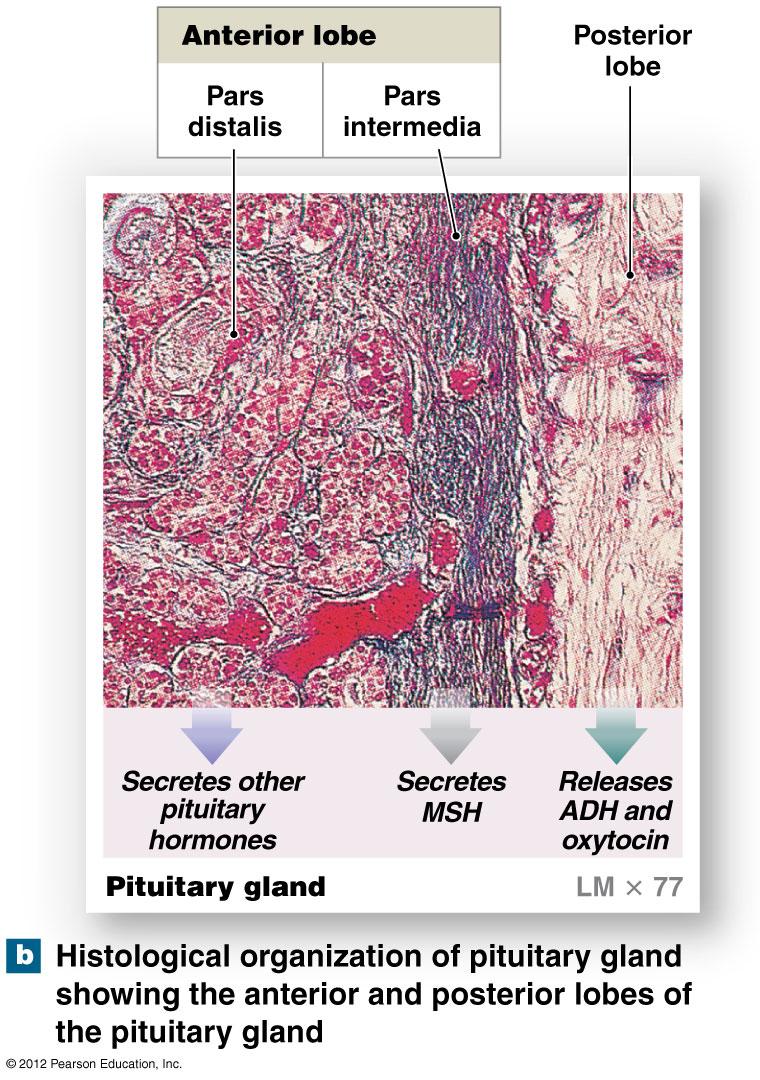 Anatomy of The Pituitary Gland: Anterior Pituitary Hormones of the anterior lobe turn on endocrine glands or support other organs -