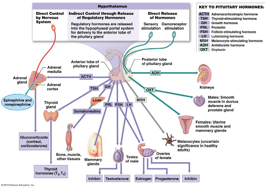 Putting it all together Hypothalamic/Pituitary Hormones Collectively the nine hormones of the pituitary