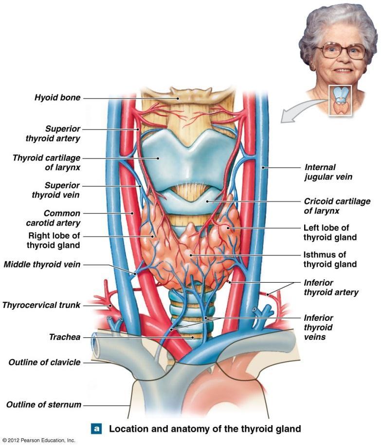 The Thyroid Gland Lies anterior to thyroid cartilage of larynx Consists of two lobes connected