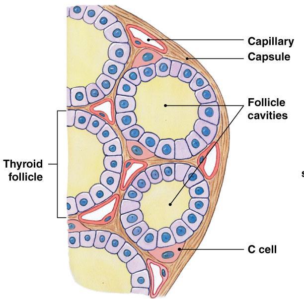 The Thyroid Gland: Calcitonin C (Clear) Cells of