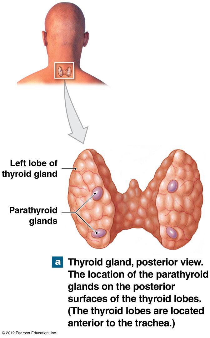 Parathyroid Glands: Parathyroid hormone Embedded in posterior surface of thyroid gland Parathyroid