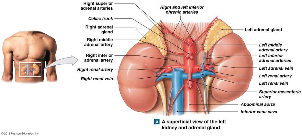 Suprarenal (Adrenal) Glands Lie along superior border of each kidney Figure 18-14a Subdivided into Superficial suprarenal cortex Stores lipids, especially cholesterol and fatty acids Manufactures