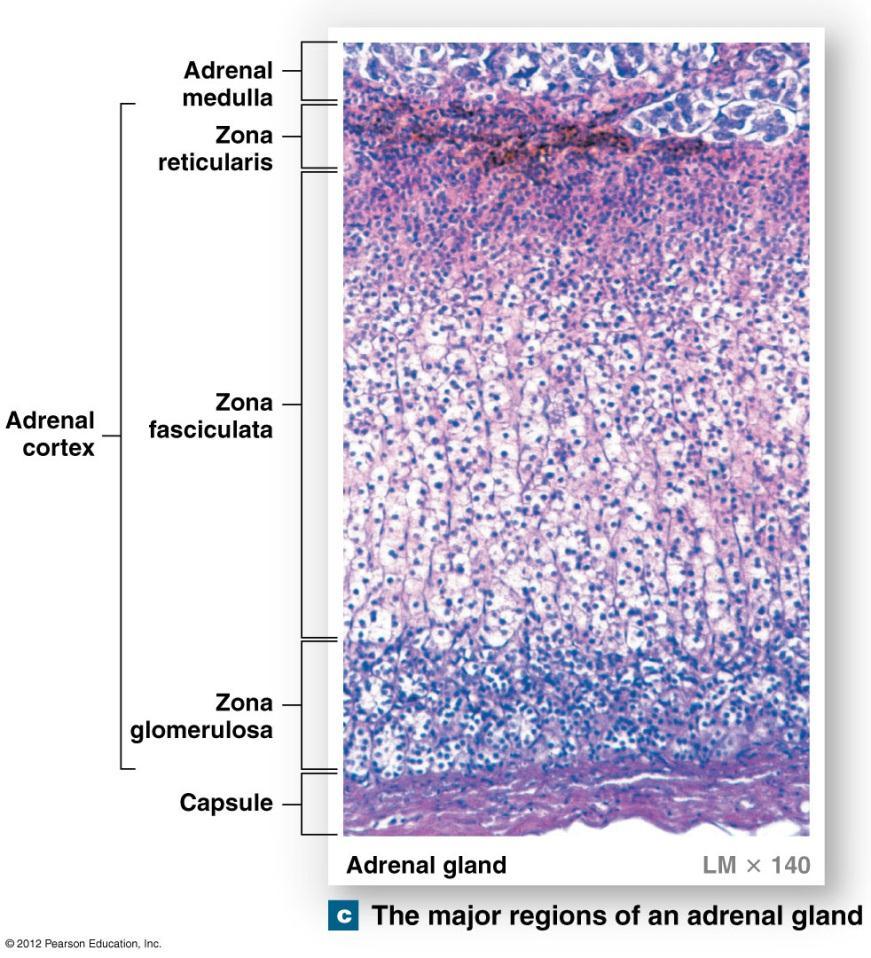 Suprarenal Glands Zona Reticularis Network of endocrine cells Forms narrow band