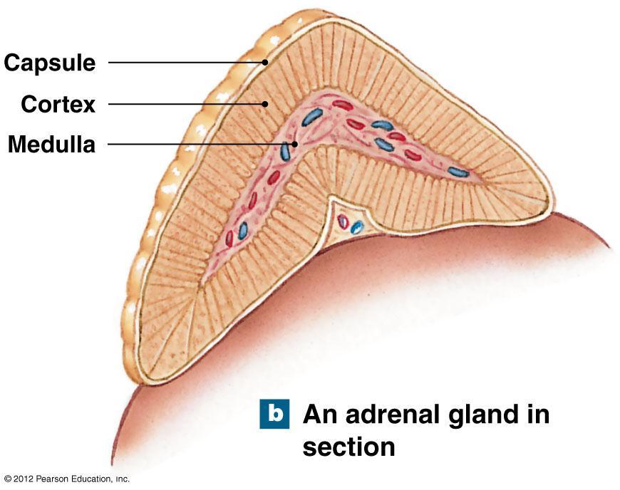 Suprarenal Glands When the system fails Disorders include: Cushing s