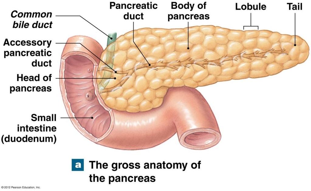 Pancreas Lies between Inferior border of stomach And proximal portion