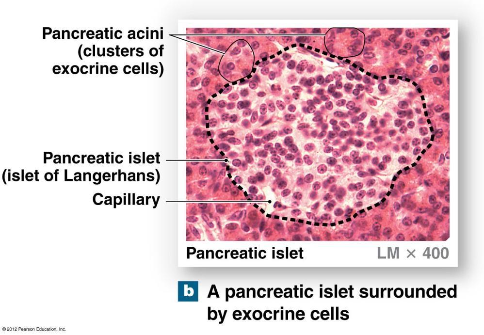Pancreas Endocrine Pancreas Consists of cells that form clusters known as pancreatic islets, or islets of Langerhans Alpha cells produce