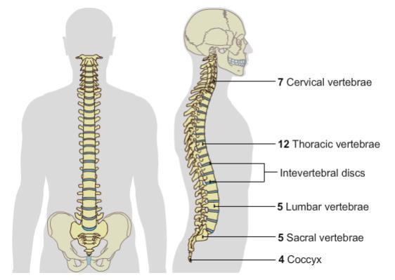 The vertebral column in sport The vertebral column can be divided into five sections.