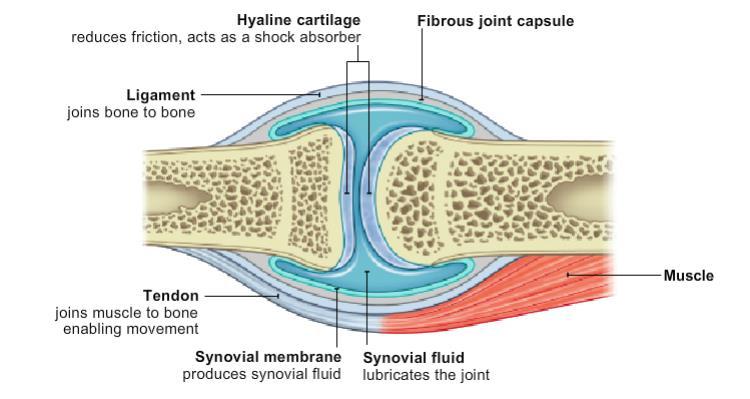 Joints and their function A joint is where two or more bones meet. The hip is a typical synovial joint. All synovial joints have the same components: Synovial joints Cartilage reduces friction.