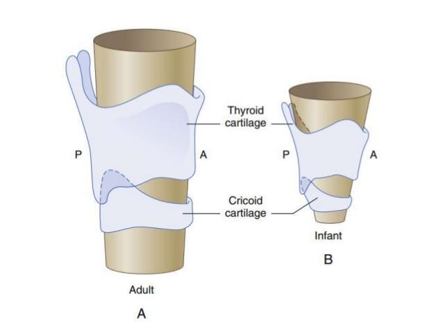 The Larynx This is situated between which two structures? and How is the larynx shaped and at what position in the neck?