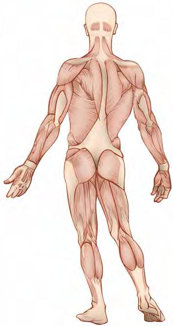 3.1 The muscular system: functions, types and major muscle groups Interactivity Muscles Searchlight ID: int-6623 Deltoid Pectoralis major Serratus anterior Wrist flexors Sartorius Gastrocnemius