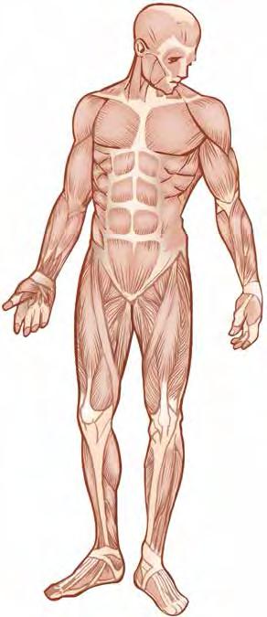Muscles are usually named according to their characteristics or locations.