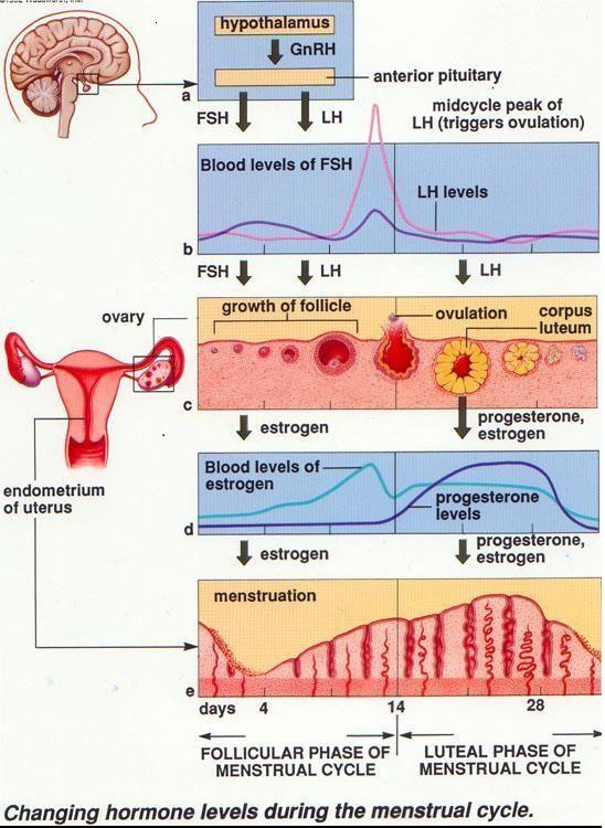 Endocrine and endometrial
